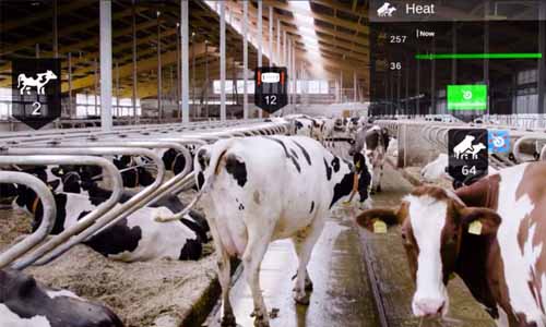 Nedap用HoloLens 2辅助农场奶牛饲养，提升奶牛护理，降低饲养成本